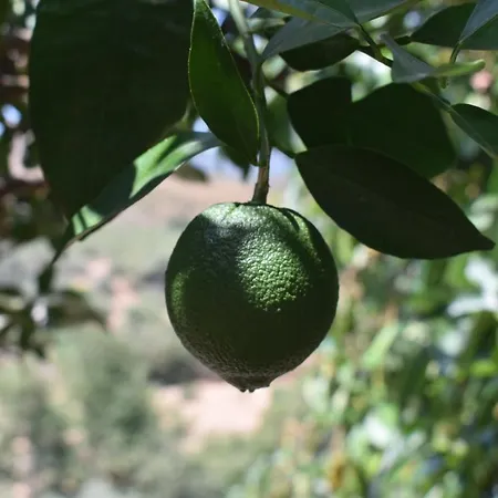 Kamilakis Escape To Nature * Agios Pandeleimon (Crete)